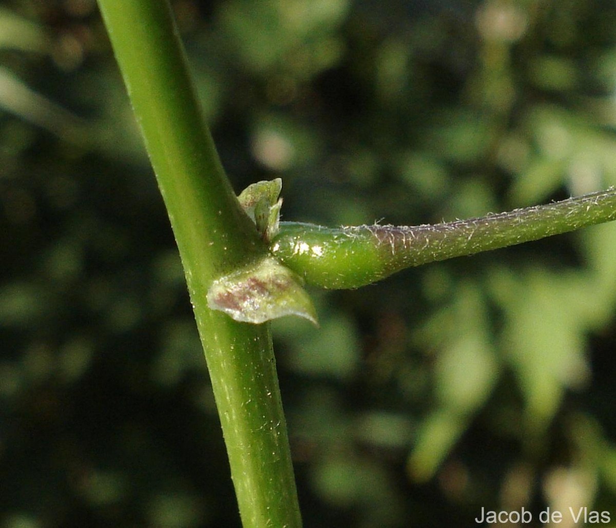 Lablab purpureus (L.) Sweet